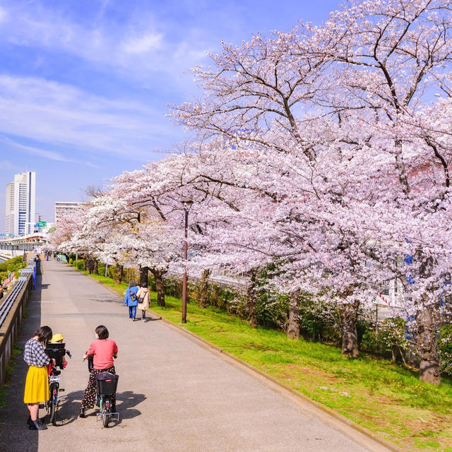 隅田公園櫻花