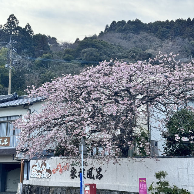 Cherry blossom at beppu