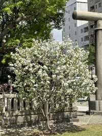 자연의 싱그러움, 분홍 꽃이 만발하고 🌸 나무와 풀의 푸르름이 깃든 🌳 도쿄 봄여행지 추천