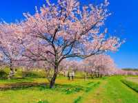 北淺羽櫻堤公園櫻花