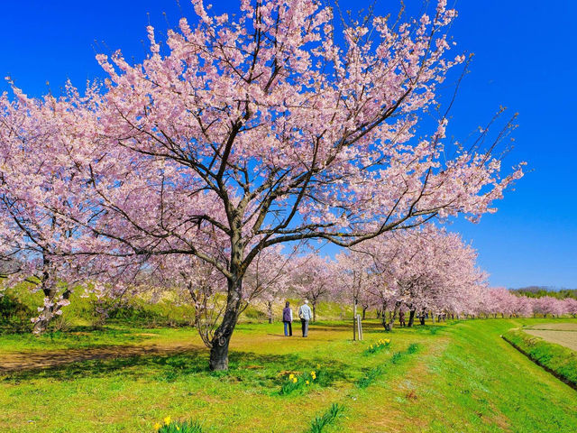 北淺羽櫻堤公園櫻花