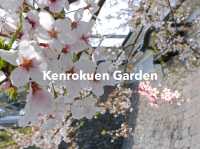 ชมซากุระ ที่ 1 ใน 3 สวนที่สวยที่สุดในญี่ปุ่น