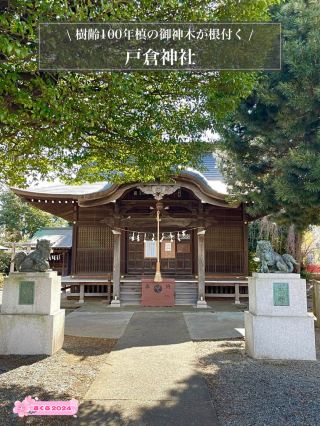 【東京都戶倉神社】樹齡 100 年的日本羅漢松御神木紮根於此