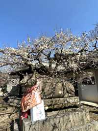【京都観光】願い事がひとつ叶う｢ナデ牛｣のいる北野天満宮へ🌸