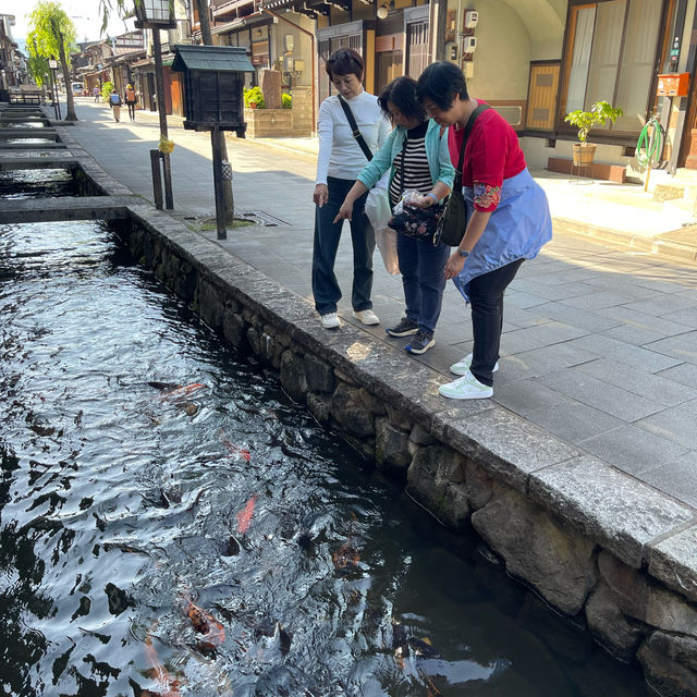 飛驒古川，寧靜舒服的村莊，與鯉魚一起散步