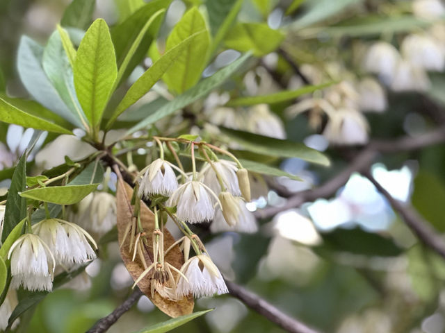【春日好去處】萬宜水庫東壩：山海景觀，天然六角形岩柱，外國人必到‼️