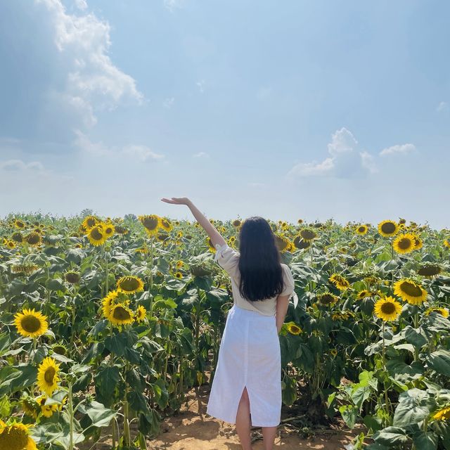 안성팜랜드 해바라기