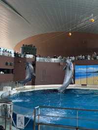 【 免費與海豚互動。水族館•海響館 】