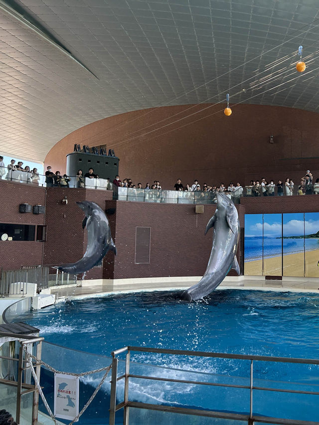 【 免費與海豚互動。水族館•海響館 】