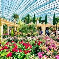 🇸🇬 Embark on a Rose Journey 
