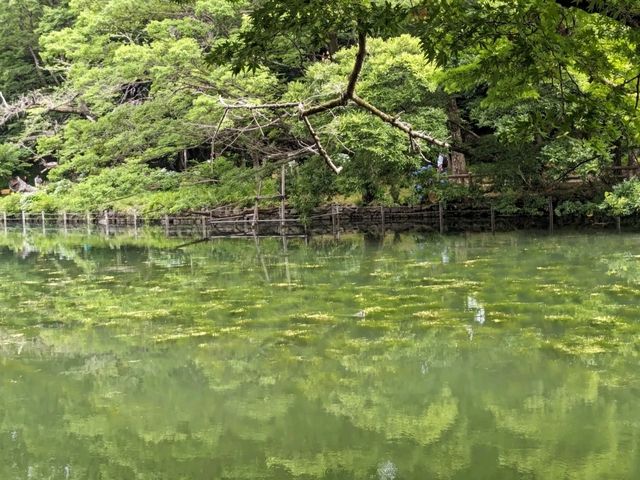 日本東京-夏日消暑好去處：井之頭恩賜公園
