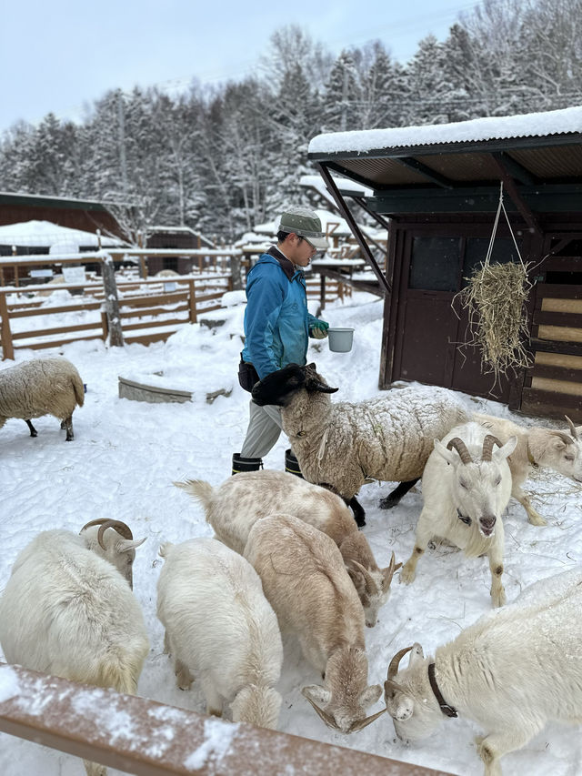 【北海道】旭山動物園：札幌最強！本地人推薦🇯🇵鍾情特色動物造型餅乾！