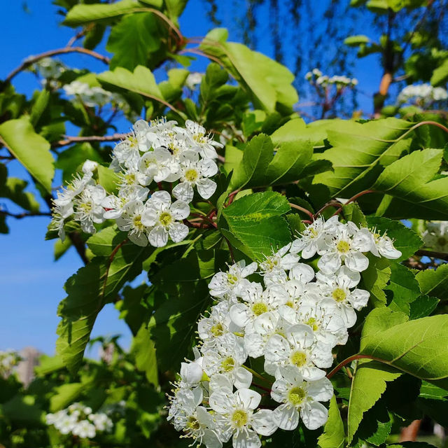 克蘭芝濕地：鳥語花香～遠離城市喧囂