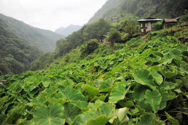 Bhutan at Glance