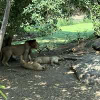 **標題：曼谷Safari World動物園遊玩全攻略**