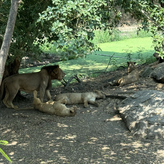 **標題：曼谷Safari World動物園遊玩全攻略**