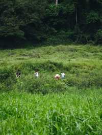 ฮีลใจไปกับธรรมชาติที่เขาช่องลม 🍃