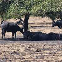Baluran National ParkTaman Nasional Baluran
