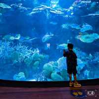 🐬 ท่องโลกใต้ทะเลสุดอลัง! อยู่แค่พารากอนนี่เอง