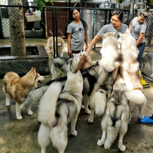 🇹🇭 Pet lovers Cafe in Thailand TrueLove @ Neverland  