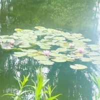 Stepping into a Living Masterpiece: Jardin de Claude Monet 🇫🇷