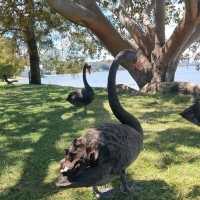 A Tranquil Escape to Matilda Bay: Meeting Perth’s Majestic Black Swans