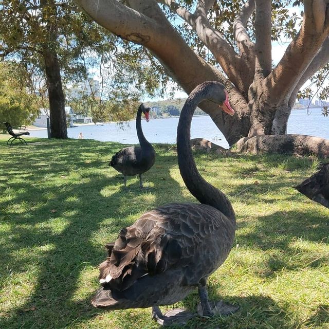 A Tranquil Escape to Matilda Bay: Meeting Perth’s Majestic Black Swans