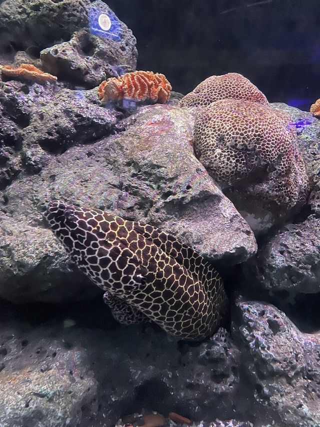  📍⭐️⭐️ Bangsaen Aquarium 