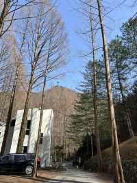 대전 장태산자연휴양림 숲산책 추천🌳