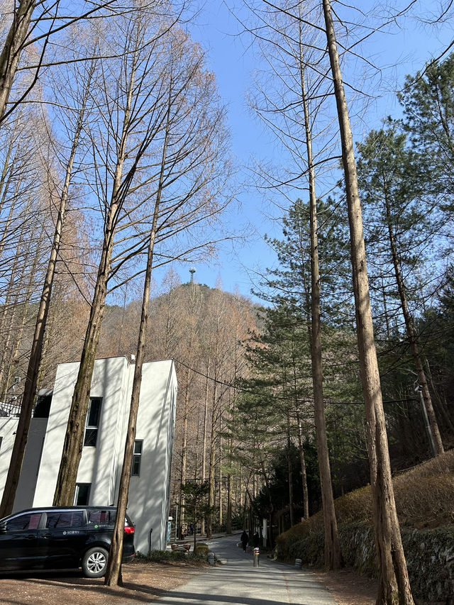 대전 장태산자연휴양림 숲산책 추천🌳