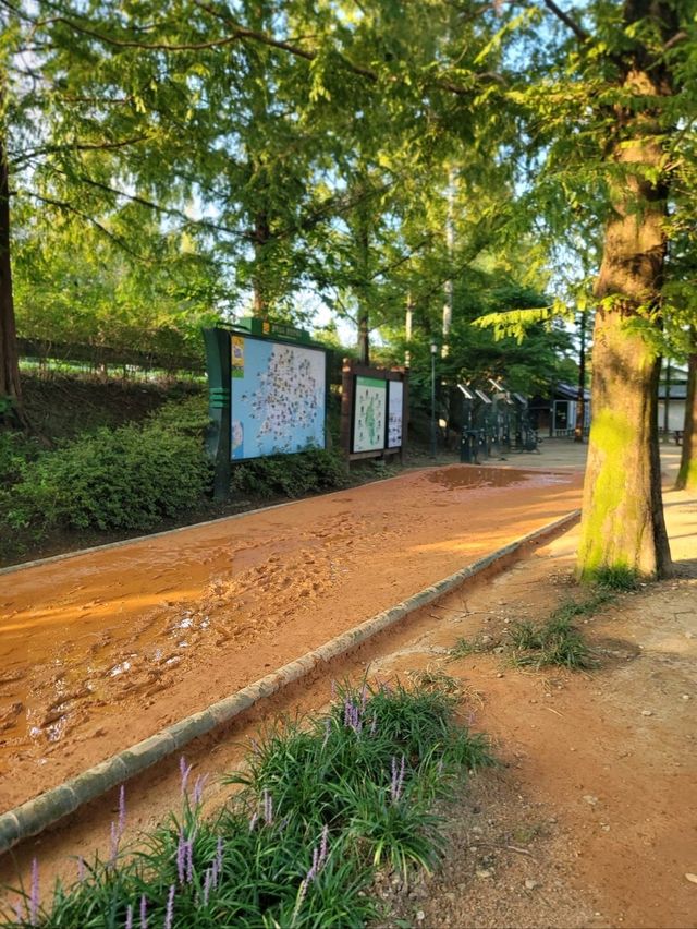 메타세콰이어숲길을 맨발로 걸어요🌲