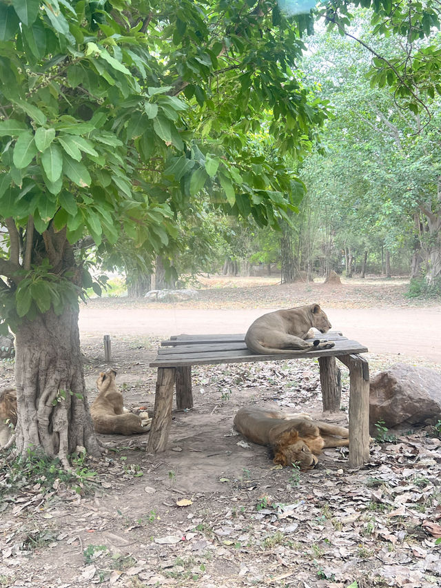 泰國北碧府野生動物園