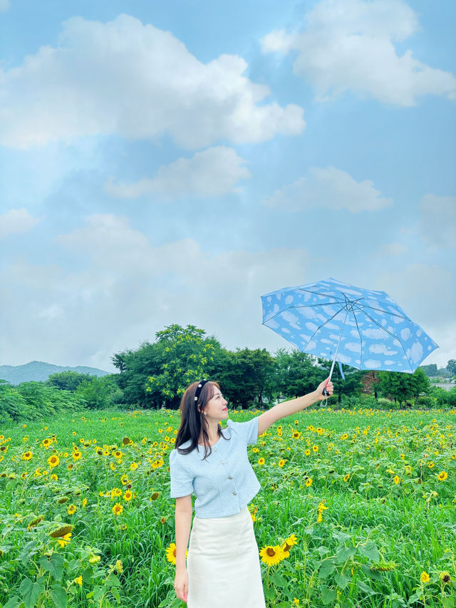 여름 대표꽃들에서 인생샷🌻🪷