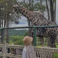 Singha Park Chiang Rai