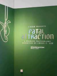 FATAL ATTRACTION Exhibition in GMBB
