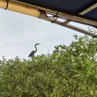 "Teluk Intan Bird View Cruise: A Scenic Journey for Birdwatching and Wildlife Encounters"