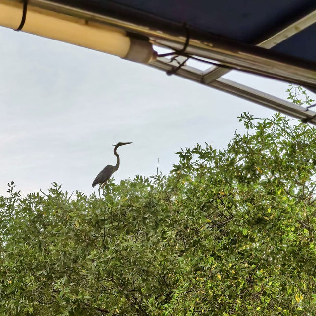 "Teluk Intan Bird View Cruise: A Scenic Journey for Birdwatching and Wildlife Encounters"