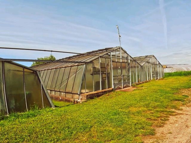 種植田園蔬菜的世界文化遺產島嶼？