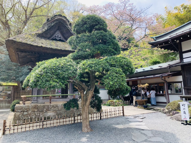 竹寺　鎌倉報国寺