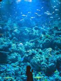 海外のアニメみたいな世界観！ケアンズで行きたい水族館