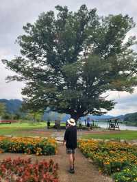 꽃놀이도 하고 사랑나무도 볼수 있는곳🌳