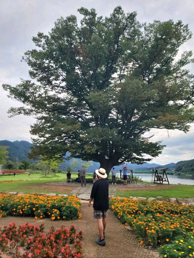 꽃놀이도 하고 사랑나무도 볼수 있는곳🌳