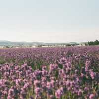 Hokkaido 3D2N - Lavender, Lavender, and Flower