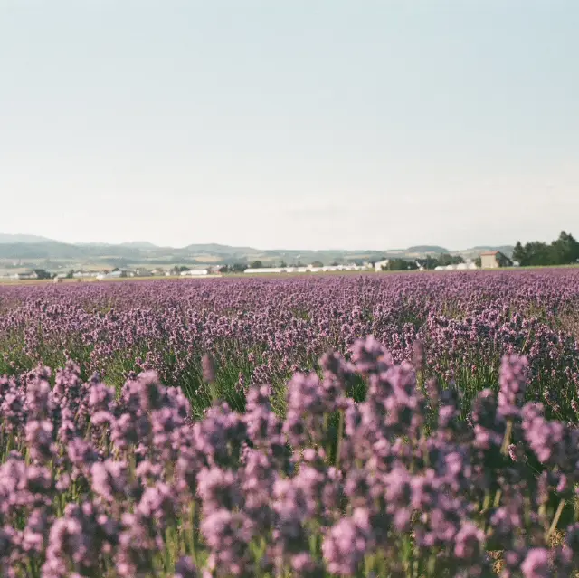 Hokkaido 3D2N - Lavender, Lavender, and Flower