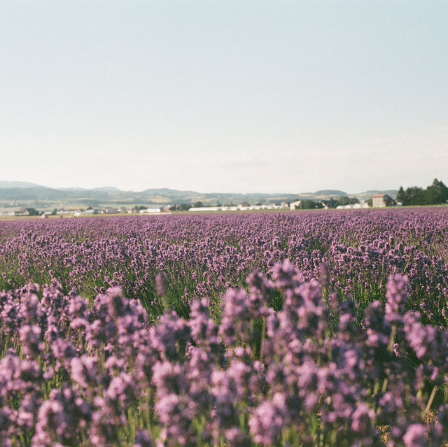 Hokkaido 3D2N - Lavender, Lavender, and Flower