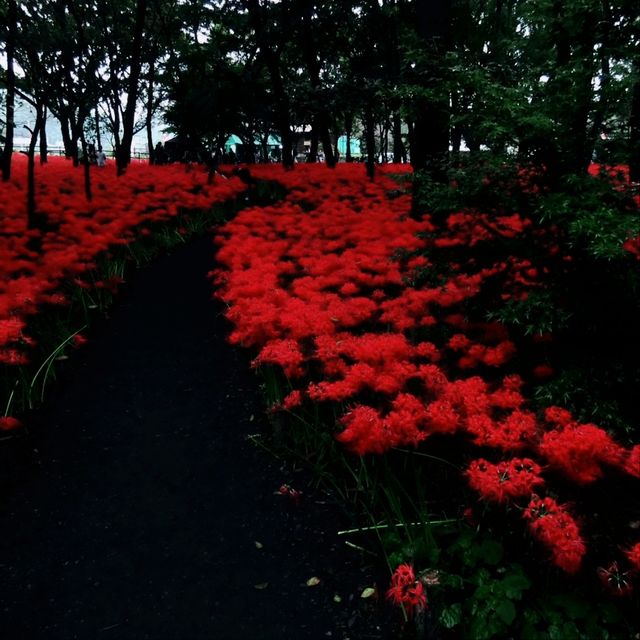 異世界広がる曼珠沙華