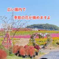 知多半島の旅　観光農園「花ひろば」