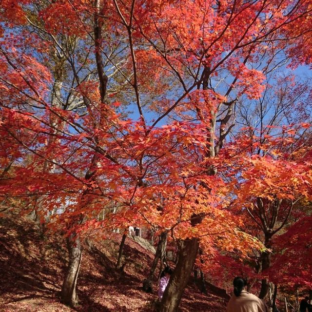【最上山公園 もみじ山:兵庫県宍粟市】美しすぎるもみじ山🍁