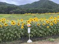 国営アルプスあづみの公園@長野・安曇野🌻