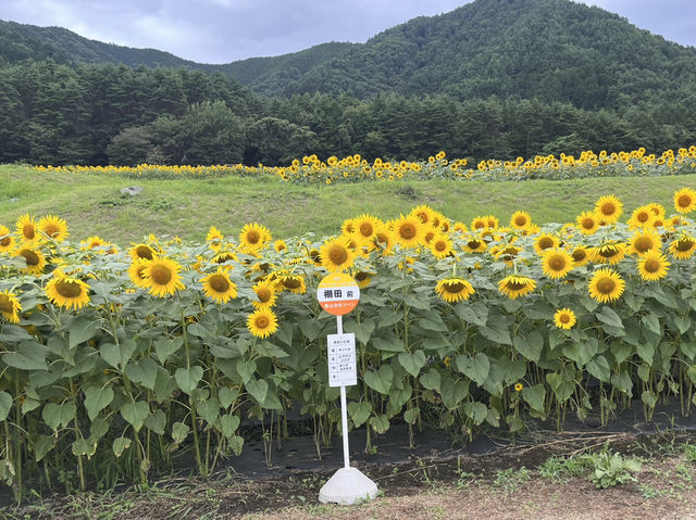国営アルプスあづみの公園@長野・安曇野🌻